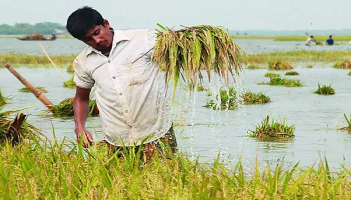 গোখাদ্য সংকটের আশঙ্কা বাড়ছে