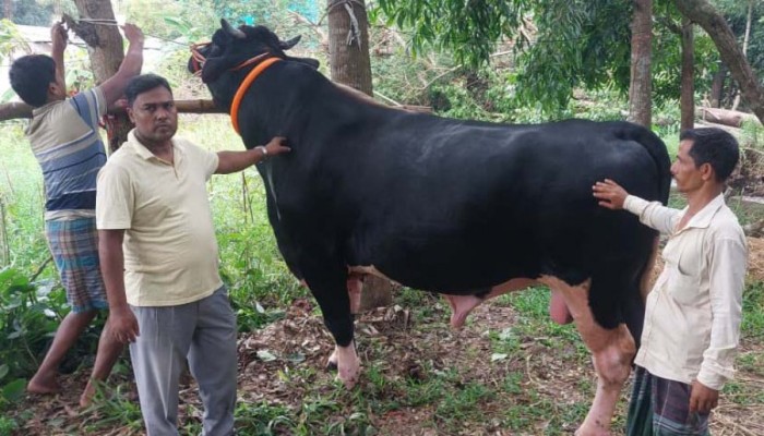 ৩৩ মণ ওজনের ‘কালো মানিক’কে দেখতে খামারে ভিড়