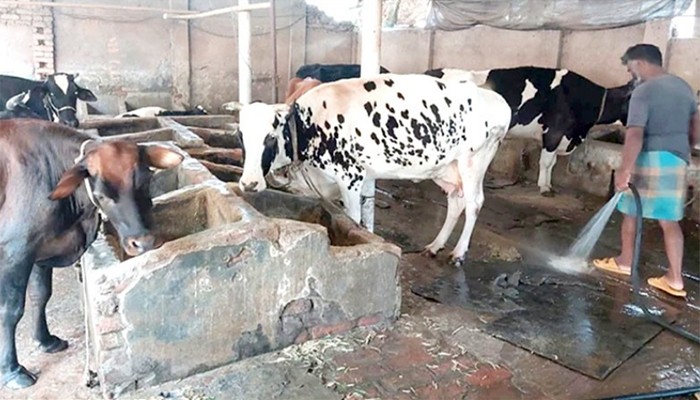 ​কোরবানির গরুতে খুরারোগ, আক্রান্ত তিন শতাধিক, ১০টির মৃত্যু