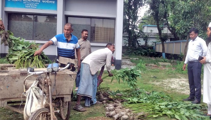 ​ঘোড়াঘাটে ২২০টি ইউক্যালিপটাস গাছের চারা ধ্বংস