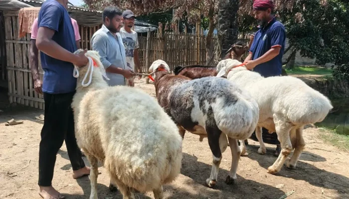 মরুভূমির দুম্বা এখন নাটোরে : খামারে বাড়ছে  ভিড়