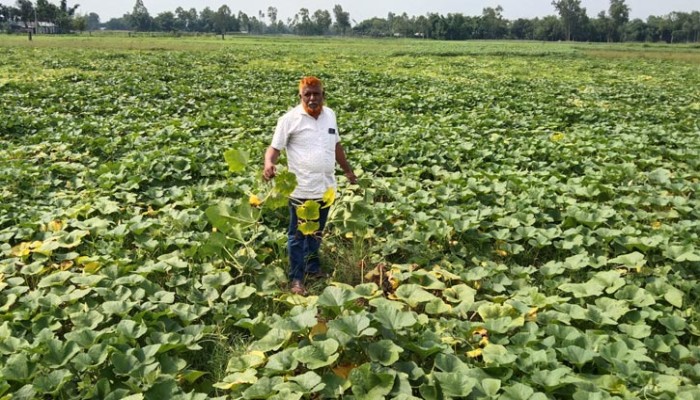 মিষ্টি কুমড়ার ফলন বিপর্যয়ে ক্ষতির মুখে কৃষক