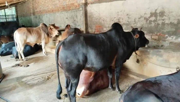 ক্রেতাদের পদচারণায় মুখরিত ‘গরুগ্রাম’