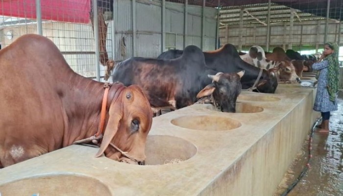 এক জেলায় বিক্রি হবে ৩৫০ কোটি টাকার গরু