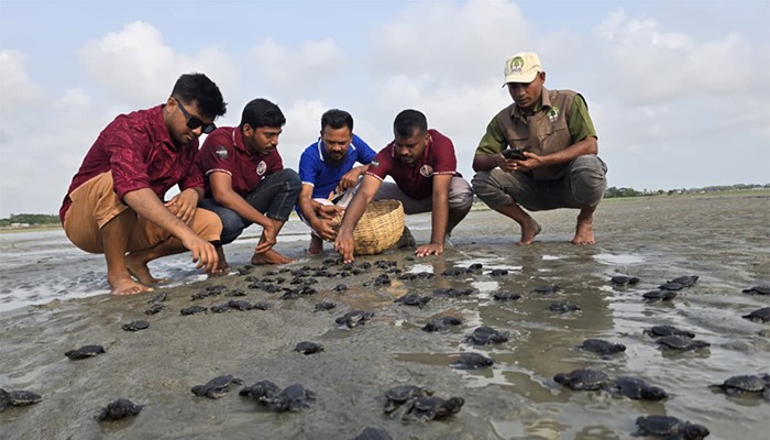 ​সাগর মোহনায় অবমুক্ত করা হলো ১৬৩টি কচ্ছপের বাচ্চা