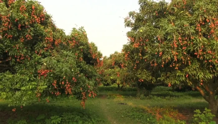 সবার জন্য ফ্রি ২০০ গাছের শামীমের  লিচু বাগান!