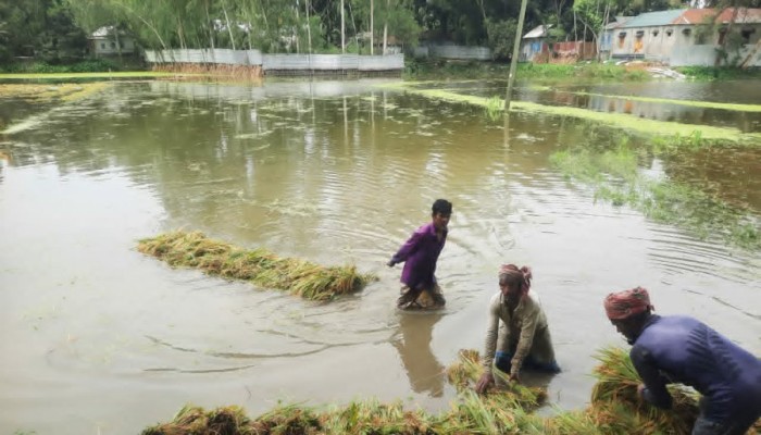 গাছে পচন দামে পতন: বিপাকে বোরো চাষিরা