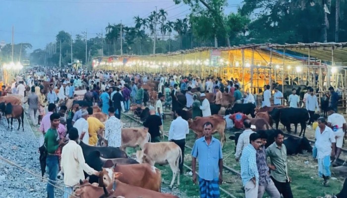 রেল লাইনে কোরবানি পশুর হাট: ট্রেন এলে শুরু হয় দৌড়ঝাঁপ