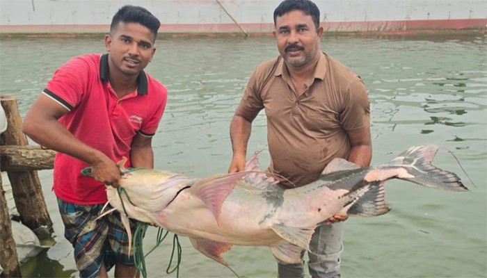 পদ্মায় জেলের জালে ধরা পড়ল ৩৫ কেজির বাঘাইড়