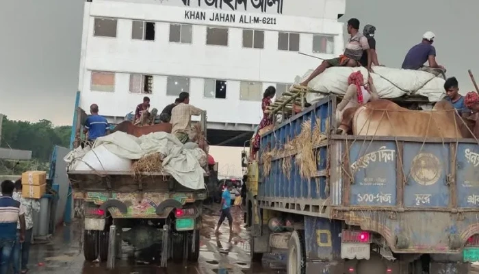 পাটুরিয়া ঘাটে বাড়ছে পশুবাহী গাড়ির চাপ