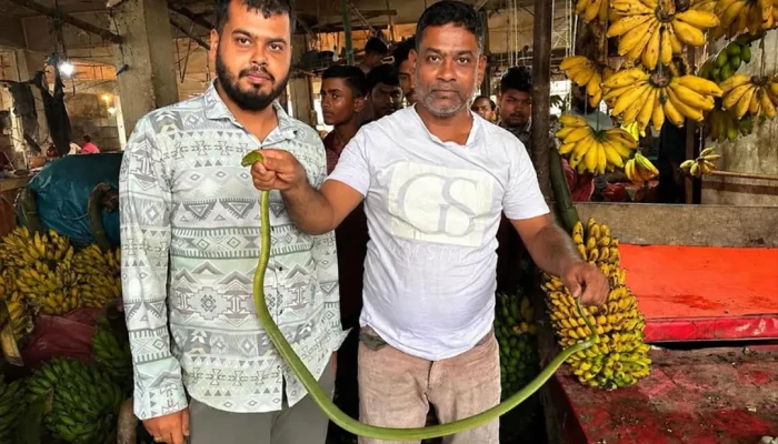ফের  কলার ছড়ি থেকে সবুজ সাপ উদ্ধার