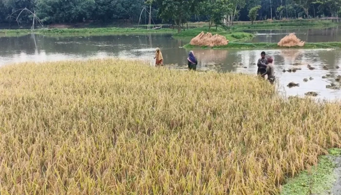 ঈদ আনন্দ নেই কৃষক পরিবারে