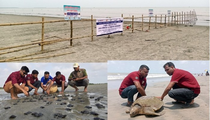 কলাপাড়াকে  দূষণমুক্ত ঘোষণার পর নেই অভয়াশ্রমের সাইনবোর্ড