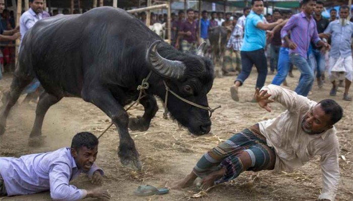 ​কোরবানির হাটে মহিষের তাণ্ডব, প্রাণ গেল দুজনের