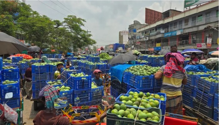 ৩০০ কোটির আম নষ্ট: নওগাঁয় প্রক্রিয়াজাত শিল্পের অভাব