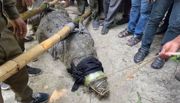 সরিয়ে নেওয়া হলো সেই কুমির