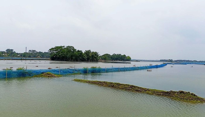 উপকূলে মাছ চাষে বিপর্যয়: পুঁজি হারিয়ে সর্বস্বান্ত চাষিরা
