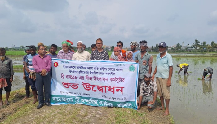 হাওরে আগাম বন্যা থেকে রক্ষায় নতুন জাতের ধান বীজ উৎপাদন