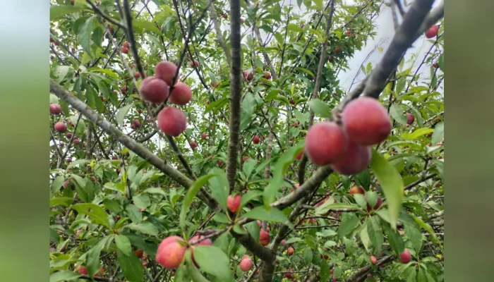 বদলে যাচ্ছে পাহাড়ের কৃষি চিত্র