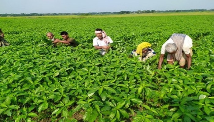 সোনালি আঁশে ফিরছে সুদিন