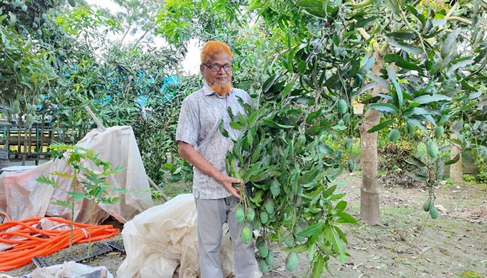 শখের বশেই নার্সারী :১০ লাখ টাকার আম বিক্রি