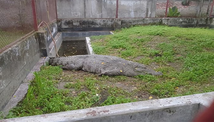 ​১৯ দিনেও খাবার মুখে তোলেনি খানজাহান আলী দিঘির সেই কুমির