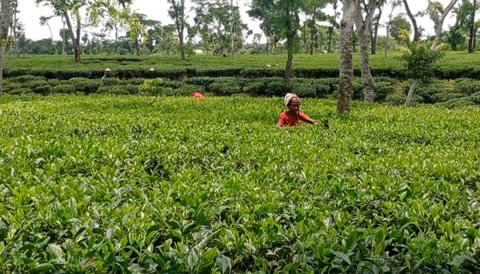 চা শিল্পের ভবিষ্যত নিয়ে শঙ্কা: উৎপাদন খরচ তুলতে হিমশিম