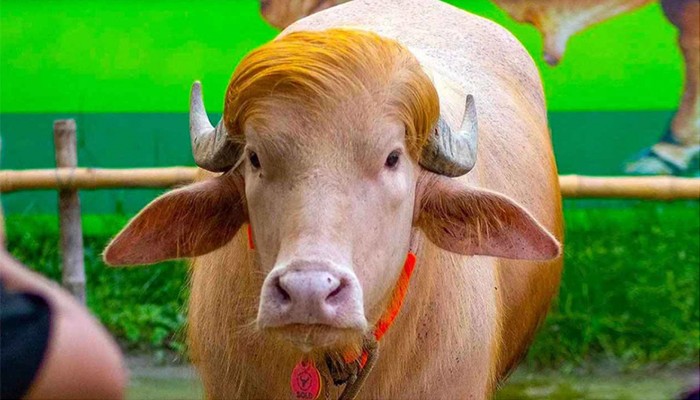​কোয়ারেন্টাইনে ‘ডোনাল্ড ট্রাম্প’