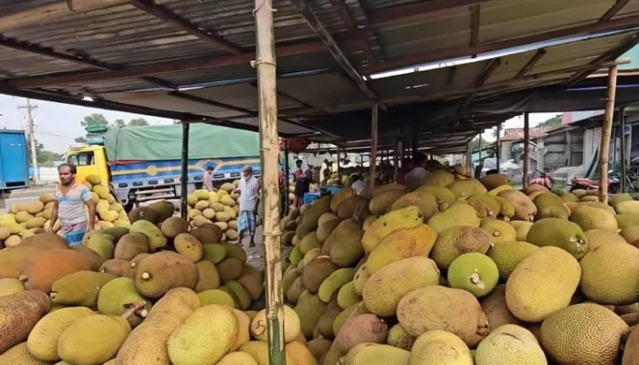 শ্রীপুরের অর্থনীতি পালাবদল: কাঠালে শত কোটির স্বপ্ন