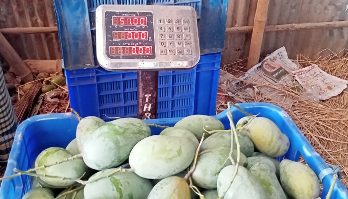 আমে ক্ষতি ২হাজার কোটি: ঢলন প্রথায় ডুবছে চাষি
