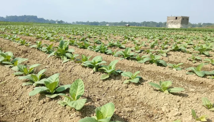 খাদ্যশস্যের জমিতে বাড়ছে তামাক চাষ