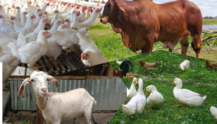 গবাদিপশু পালনে সুুদিন ফিরছে