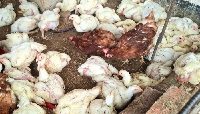 ব্রয়লারের গায়ে আগুন:  কেজিতে বেড়েছে ২০-৩০টাকা
