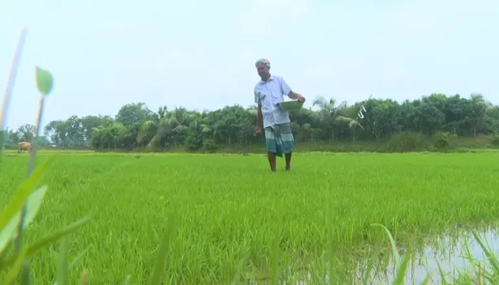 মাঝ আষাঢ়েও বৃষ্টিহীন রাজশাহী: আমন আবাদে দুশ্চিন্তায় কৃষক