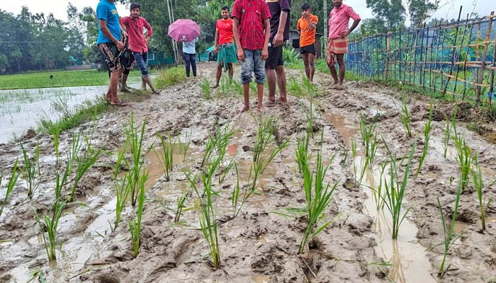 সংস্কারের দাবিতে সড়কে ধানের চারা রোপণ করে অভিনব প্রতিবাদ