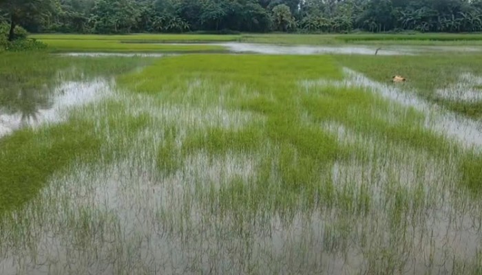 টানা বর্ষণে ক্ষতির মুখে আমনের বীজতলা