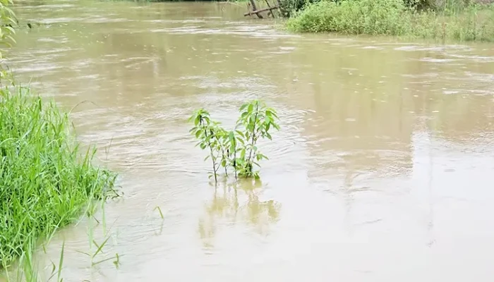 ফেনীতে বন্যার আশঙ্কা: উজানের ঢল-টানা বৃষ্টিতে ফুঁসছে মুহুরী নদী