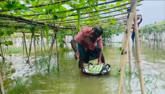 টানা বৃষ্টিতে তলিয়ে গেছে সবজিক্ষেত, বিপাকে হাজারো কৃষক