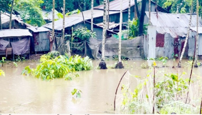 টানা বৃষ্টিতে কলাপাড়ায় সবজির ফলন্ত গাছে পচন ধরার শঙ্কা