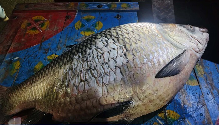 ​পদ্মায় জেলের জালে ধরা পড়লো ৪০ কেজির বিশাল কাতলা
