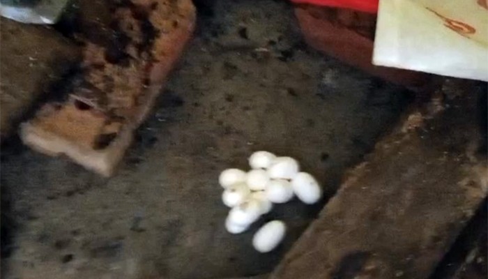 ​মসজিদে মিলল পদ্ম গোখরোর ১২টি ডিম