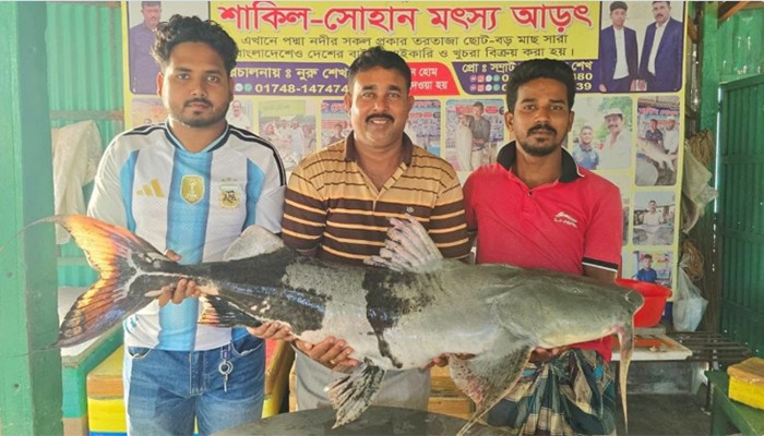 ​পদ্মার দুই বাঘাইড় বিক্রি হলো এক লাখ ১৪ হাজারে