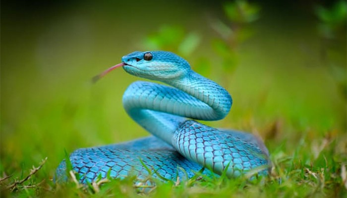 বিশ্ব সাপ দিবস