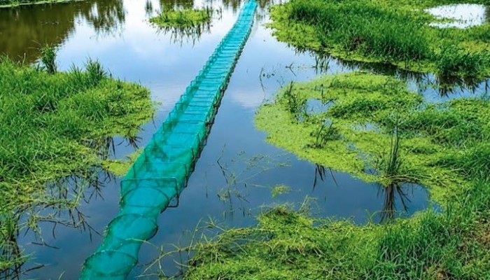 হুমকিতে নেত্রকোণার জলজ জীববৈচিত্র্য