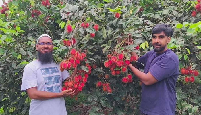 লাল মাটির লাল ফলে বিষ্ময়