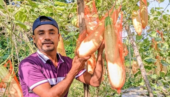 জাম্বু শসা চাষে তরুণের সাফল্য, আগ্রহ বাড়ছে কৃষকদের