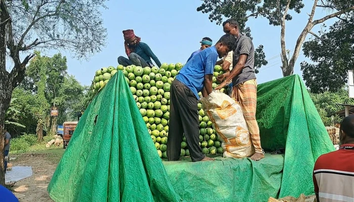 অফ সিজনের লাউয়ে ভাগ্য বদলাচ্ছে বাগেরহাটের কৃষকের