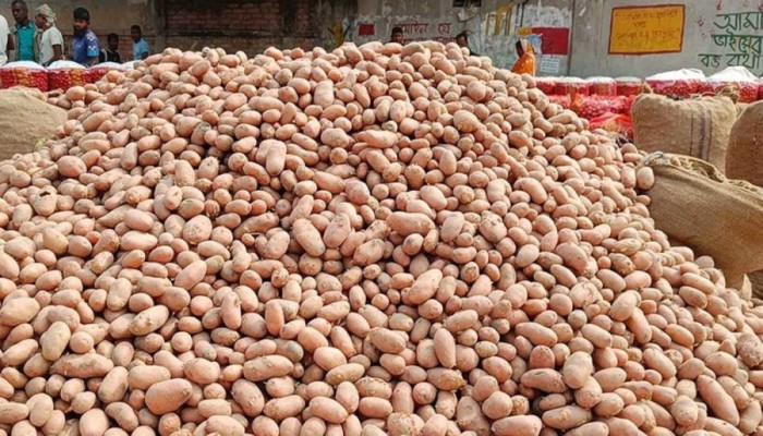 পচে গেলো ৫৭ হাজার বস্তা আলু, কৃষকের মাথায় হাত
