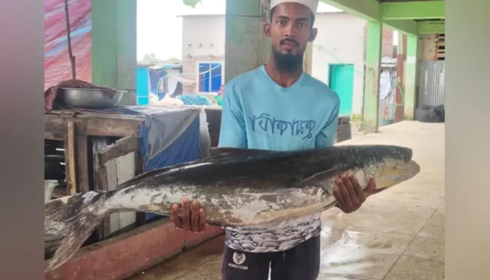 কুয়াকাটায় ধরা পড়ল বিশাল আকৃতির সামুদ্রিক শোল