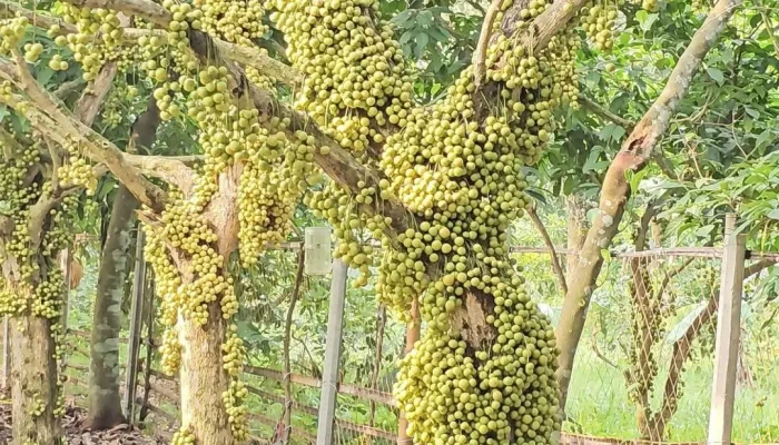 নরসিংদীতে লটকনের বাম্পার ফলন, বাগানির মুখে স্বস্তির হাসি
